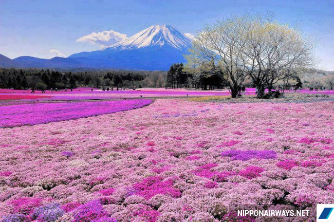 Địa danh tuyệt vời ở Nhật thường bị du khách bỏ lỡ